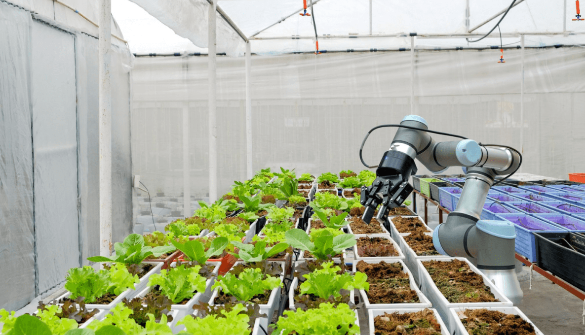 Robot planting saplings